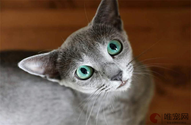 2个月的俄罗斯蓝猫好养活吗