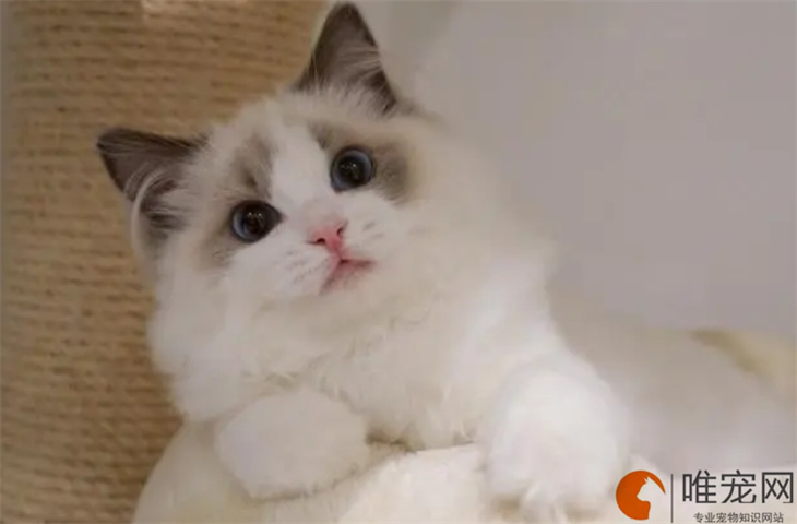 20000元的布偶猫是真的吗