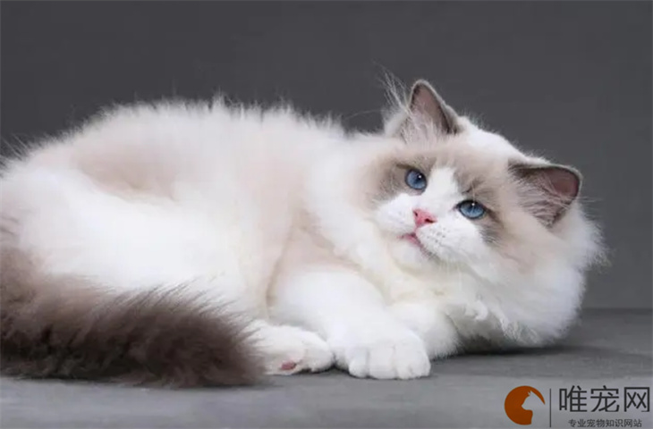 3500元的布偶猫是真的吗