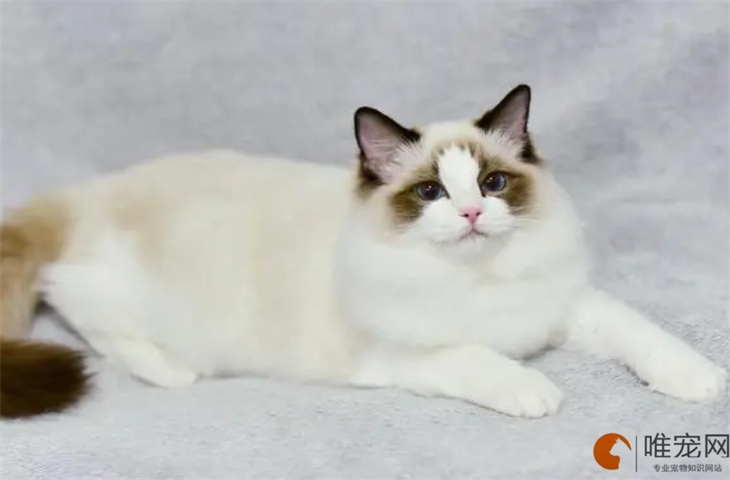 4000元的布偶猫是真的吗