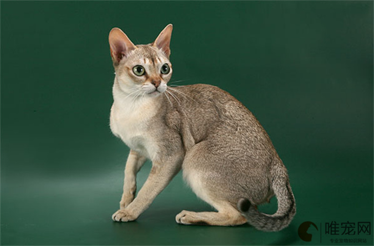4000元的新加坡猫是真的吗