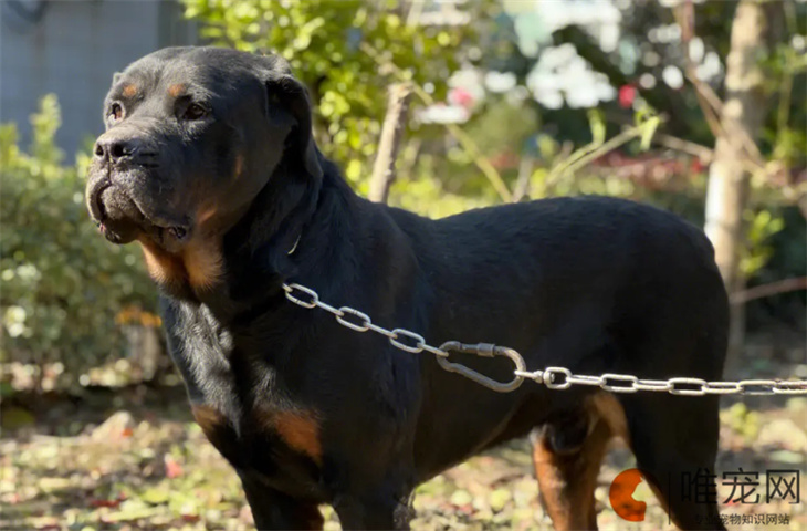 罗威纳犬不能吃的10种食物 饮食应该注意什么