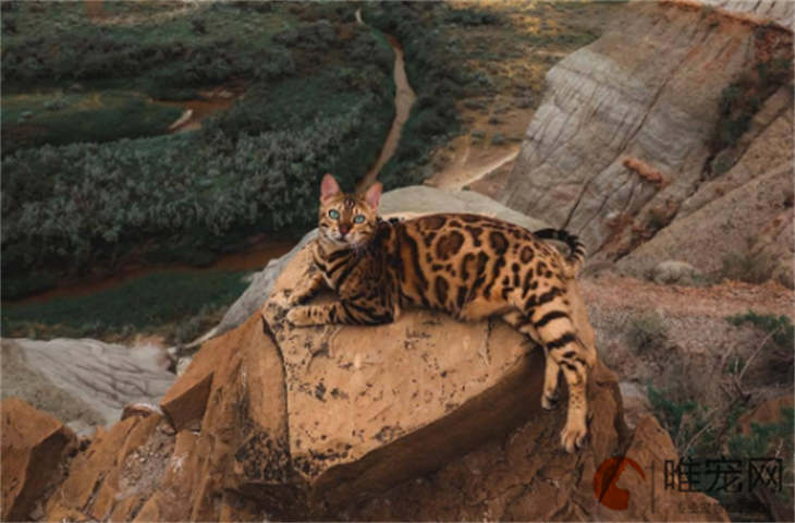 3000元的豹猫是真的吗