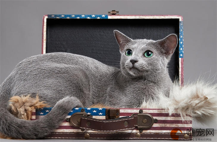 4个月的俄罗斯蓝猫好养活吗
