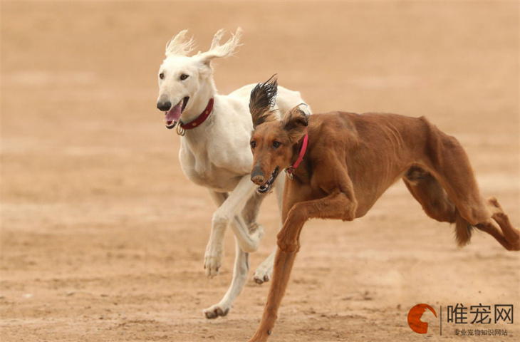 灵缇犬为什么不让抱 