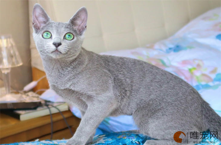 2000元的俄罗斯蓝猫是真的吗
