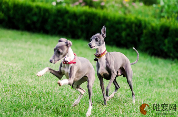 灵缇犬多少度会觉得冷 什么表现说明冷了