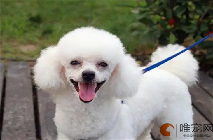 幼犬流鼻涕能自愈吗 如何判断犬瘟和感冒 幼犬流鼻涕能自愈吗 如何判断犬瘟和感冒