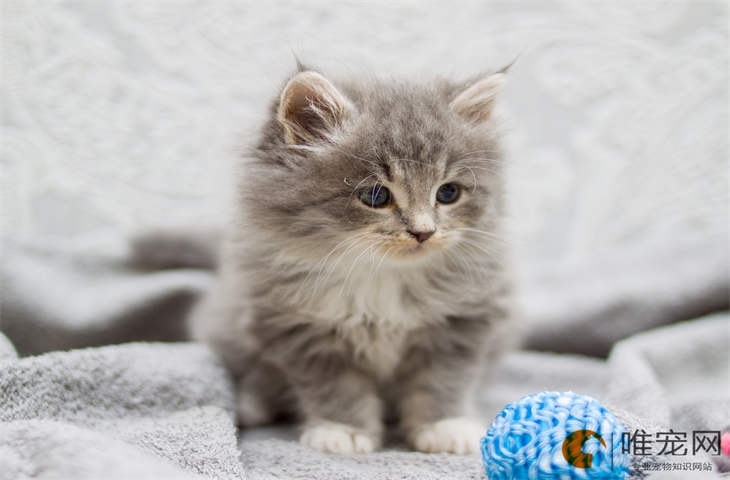 狸花猫能吃哪些人吃的食物 吃什么比较好