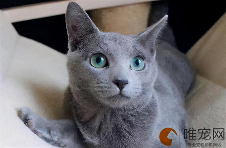 10天的俄罗斯蓝猫怎么养 注意事项有哪些
