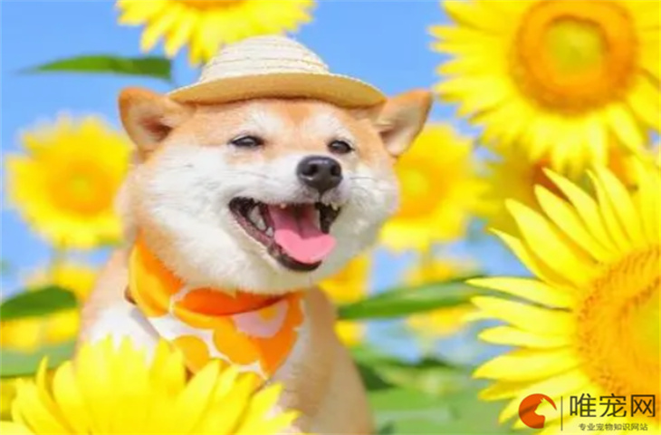 狗狗走了怎么安葬 埋狗的禁忌有哪些 狗狗走了怎么安葬 埋狗的禁忌有哪些