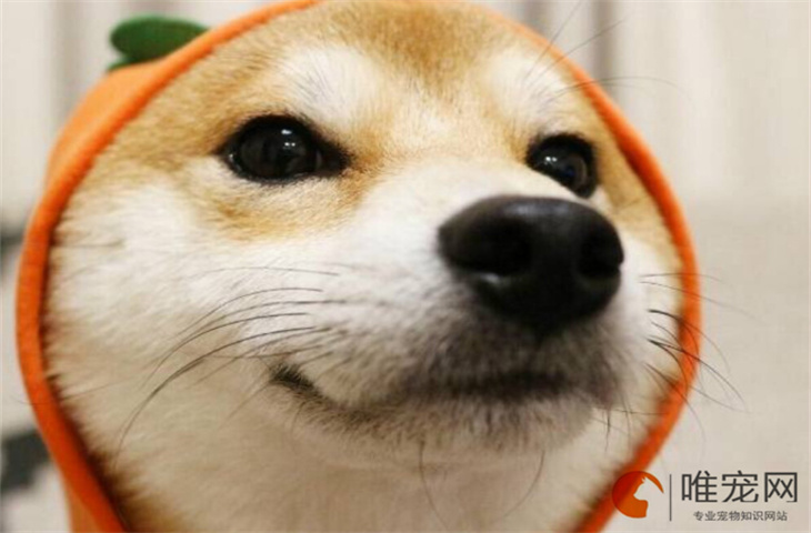 狗狗一只脚一直抽搐是怎么回事 神经炎的表现有哪些 狗狗一只脚一直抽搐是怎么回事 神经炎的表现有哪些