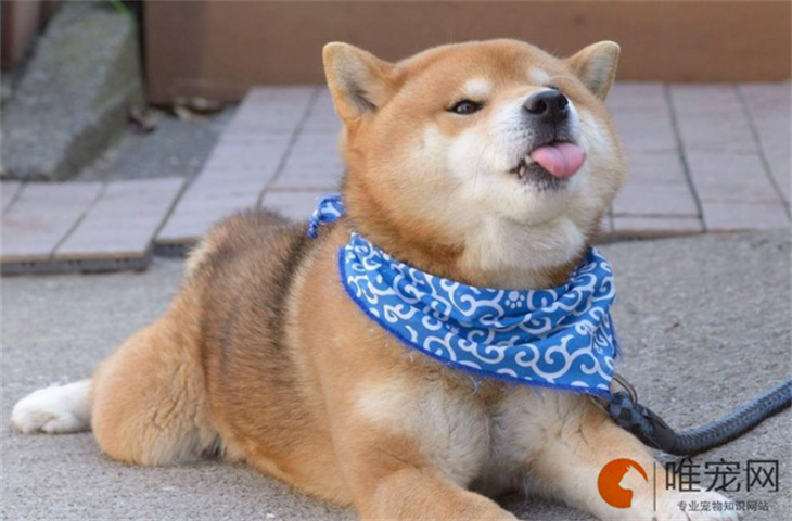 狗狗一切正常突然吐血了是怎么回事 能自愈吗 狗狗一切正常突然吐血了是怎么回事 能自愈吗