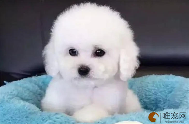 狗狗得脑炎会坚持多久 狗狗得脑炎会坚持多久