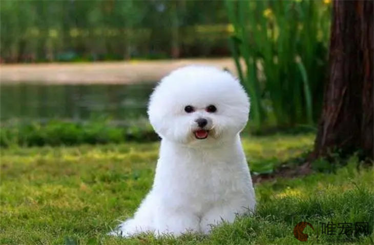 高龄犬还要打狂犬吗 几岁可以停止接种
