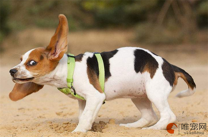2000元的比格犬是真的吗 2000元的比格犬是真的吗