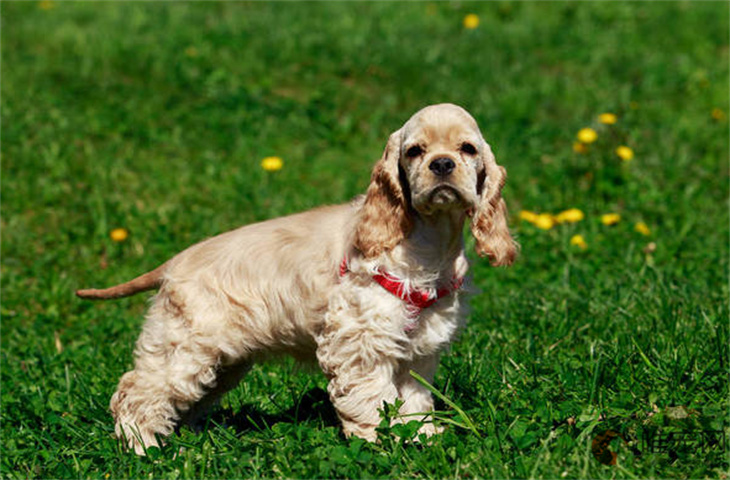 1000元的可卡犬是真的吗