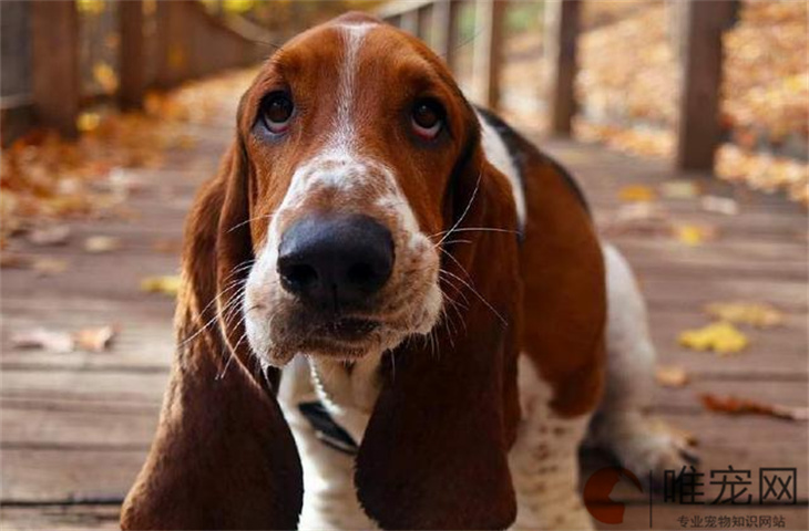 1000元的巴吉度犬是真的吗