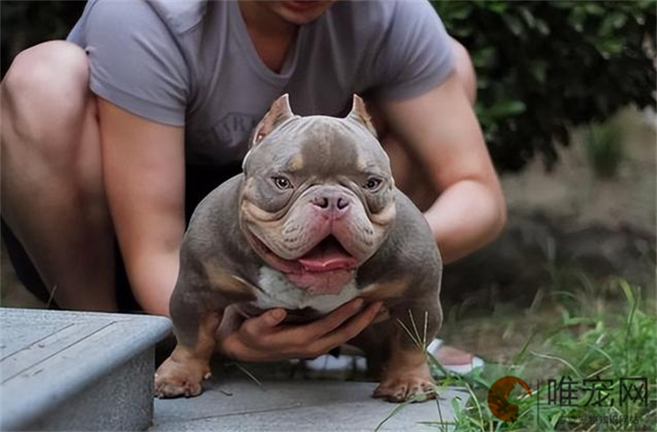 狗狗异食癖的症状表现 如何解决 狗狗异食癖的症状表现 如何解决