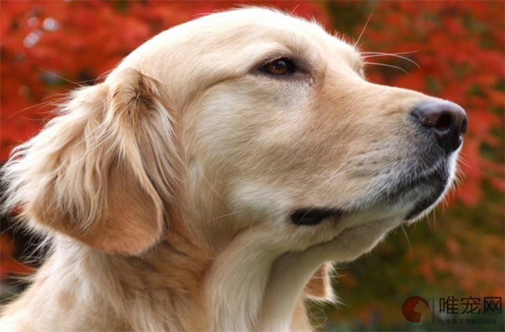 2个月幼犬不喝水怎么办 多久喝一次正常 2个月幼犬不喝水怎么办 多久喝一次正常