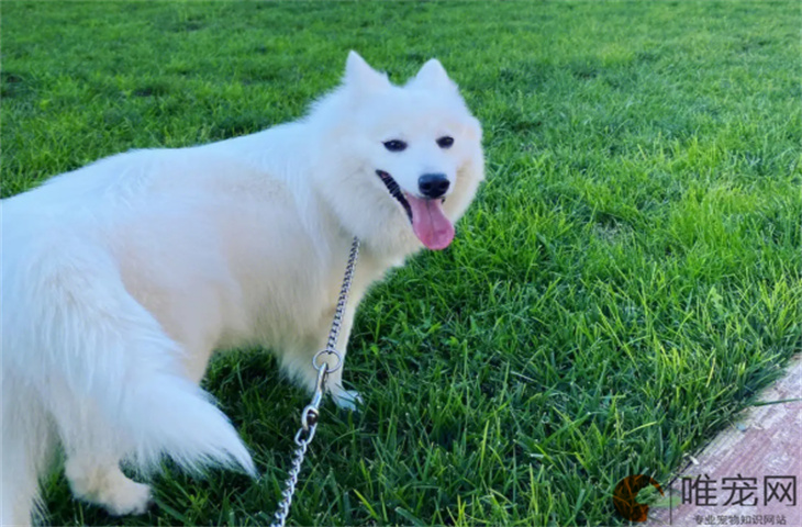 银狐犬怕冷还是怕热 夏天需要剪毛吗