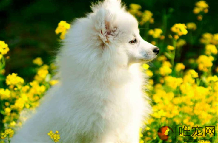 小狗缺钙前腿弯曲怎么办 能自愈吗