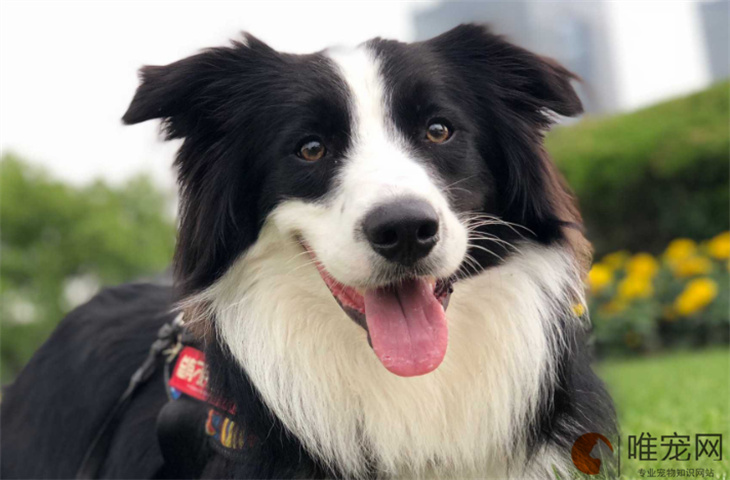 狗摔了后腿站不起来怎么办 狗摔了后腿站不起来怎么办