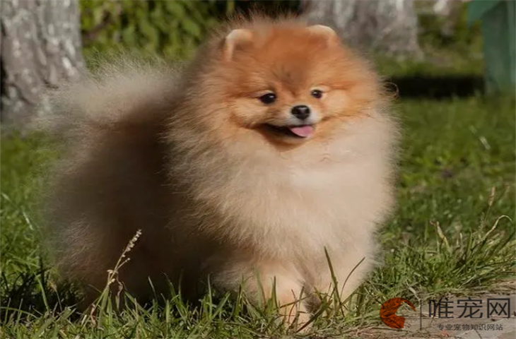 狗后腿拖着走一会又正常了是怎么回事 如何处理 狗后腿拖着走一会又正常了是怎么回事 如何处理