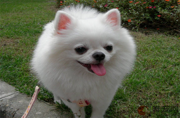 狗后腿没劲儿老弓着腰是怎么回事 寿命快到了的表现有哪些 狗后腿没劲儿老弓着腰是怎么回事 寿命快到了的表现有哪些