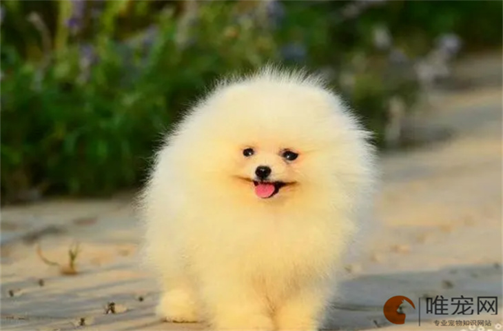 狗狗突然腿软了没精神是怎么回事 如何处理