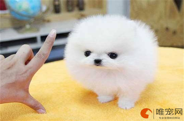 狗狗头偏向一边疼还叫是怎么回事 狗狗头偏向一边疼还叫是怎么回事