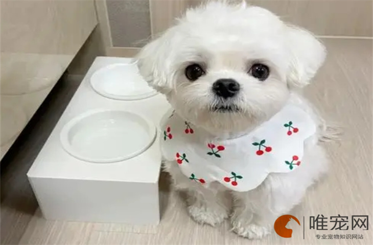 狗狗睡不踏实老换位置是怎么回事 焦虑的表现有哪些 狗狗睡不踏实老换位置是怎么回事 焦虑的表现有哪些