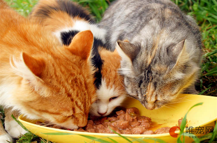 猫碗里面要一直有粮吗 能放几天