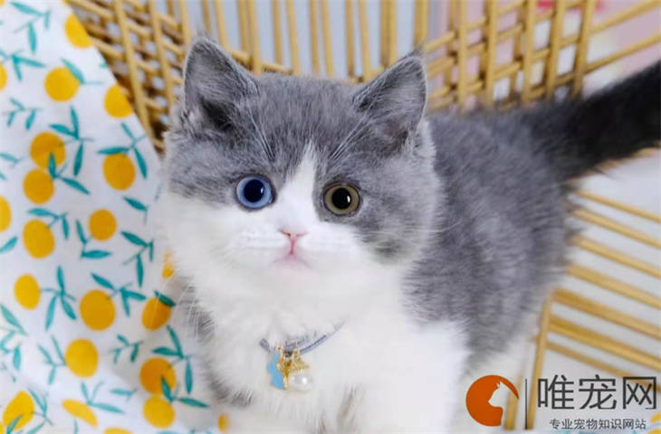 3个月的蓝白猫好养活吗 多少钱一只