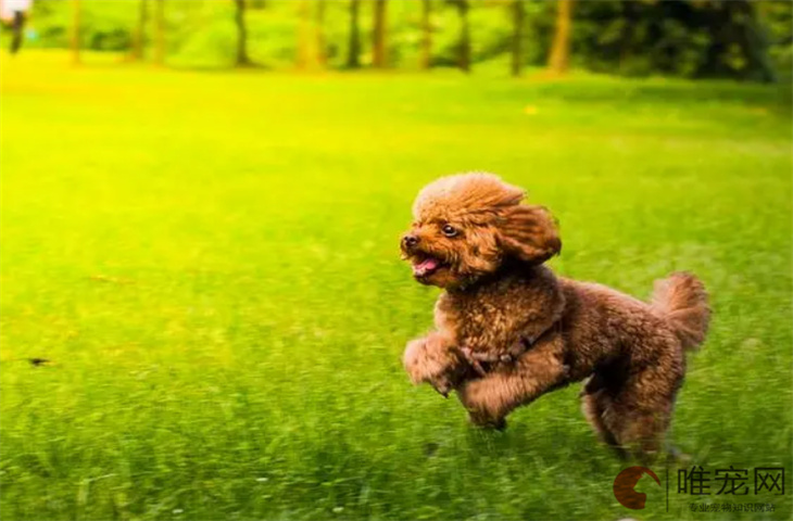 泰迪犬讨厌主人的表现 怎么训才听话