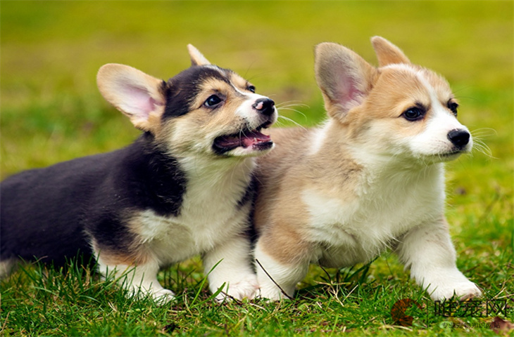 柯基犬为什么不建议养 