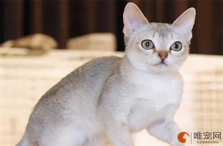 4个月的新加坡猫好养活吗