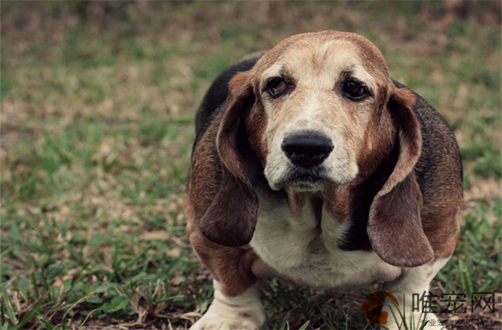 500元的巴吉度犬是真的吗