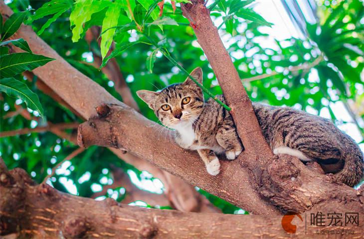 狸花猫到新家多久能适应 要注意什么