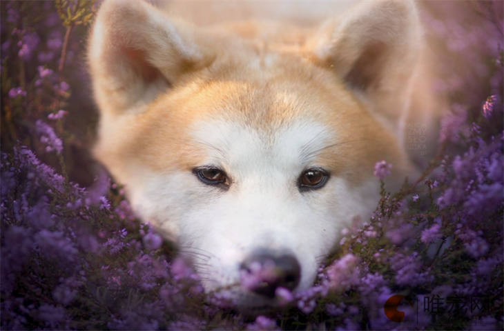 秋田犬能学会哪些技能