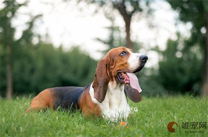 700元的巴吉度犬是真的吗