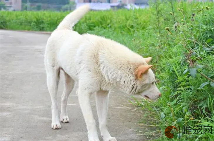 狗狗能吃芒果不