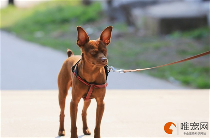 小鹿犬卡住喉咙的解决方法