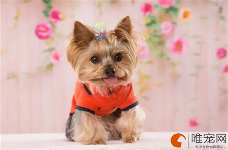 狗狗最喜欢吃什么 狗狗最喜欢吃什么