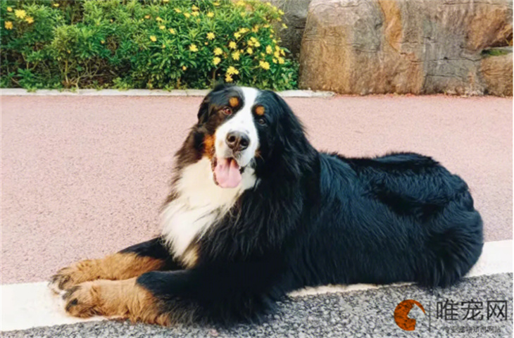 伯恩山犬不能吃的10种食物 饮食应该注意什么