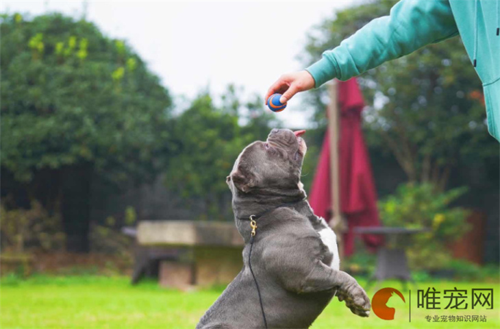 三个月幼犬吃了骨头怎么办