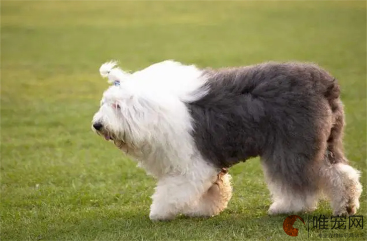 古代牧羊犬不能吃的水果有哪些 饮食应该注意什么