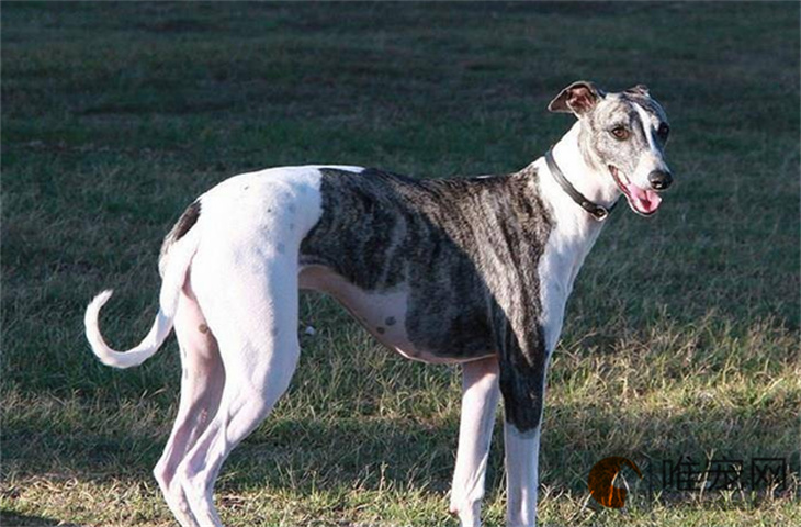 惠比特犬不能吃的水果有哪些 饮食应该注意什么