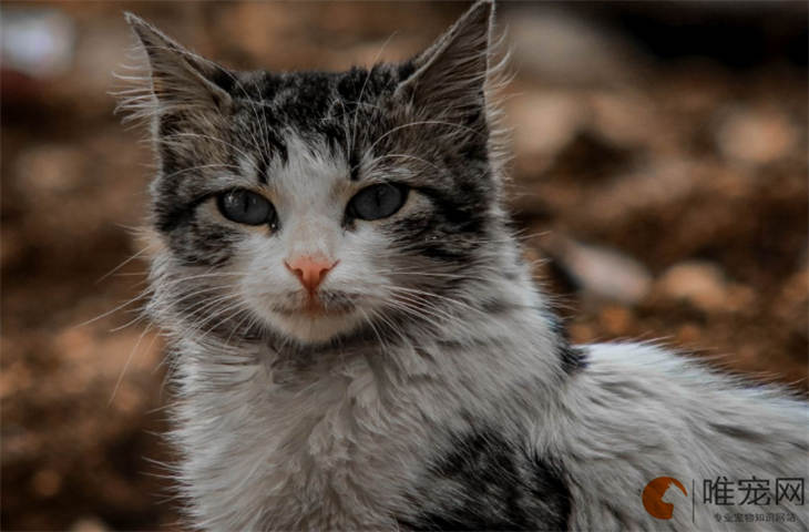 褴褛猫能吃哪些人吃的食物 吃什么比较好