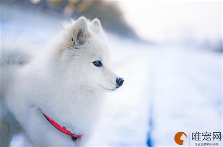 银狐幼犬怎么带出去玩